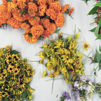 Dye Garden Harvest Dye Garden Harvest