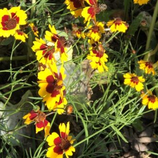 Grow Your Own Dye Garden: Seed-Starting Grow Your Own Dye Garden: Seed-Starting