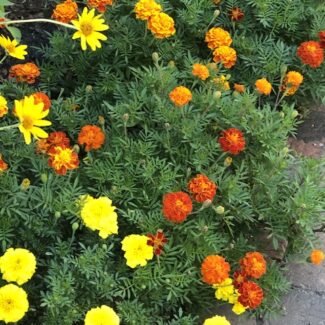 Grow Your Own Dye Garden: Seed-Starting Grow Your Own Dye Garden: Seed-Starting