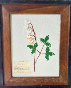 Nielsen, Reina- Dutchman's Breeches