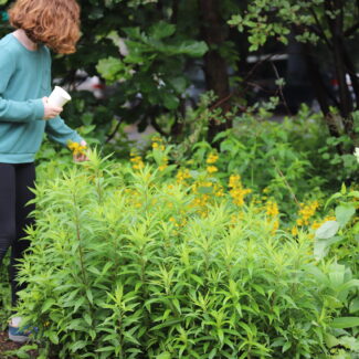 MEA Day Camp: Natural Dye Explorers MEA Day Camp: Natural Dye Explorers