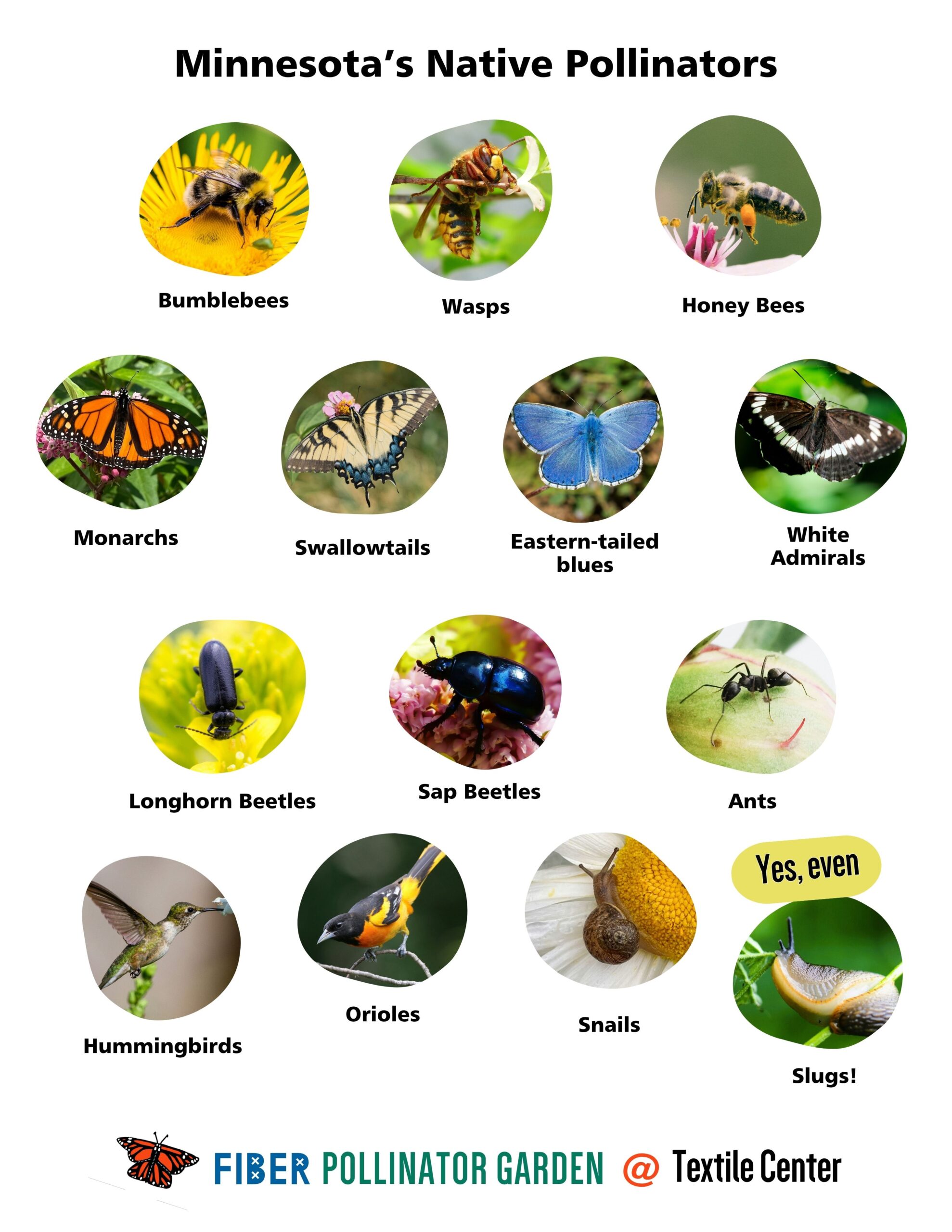 MN Pollinators